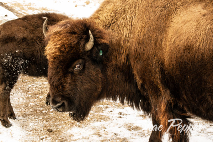 Sandsage Bison Range and Wildlife Area Kansas-2