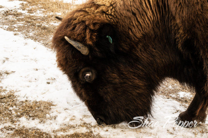 Sandsage Bison Range and Wildlife Area Kansas-4