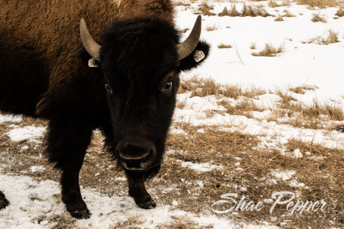 Sandsage Bison Range and Wildlife Area Kansas-5