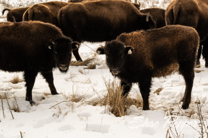 Sandsage Bison Range and Wildlife Area Kansas-7