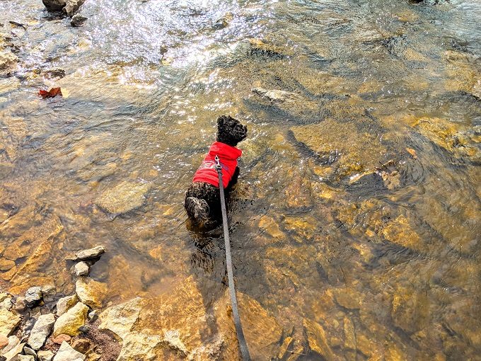 Truffles having a quick dip