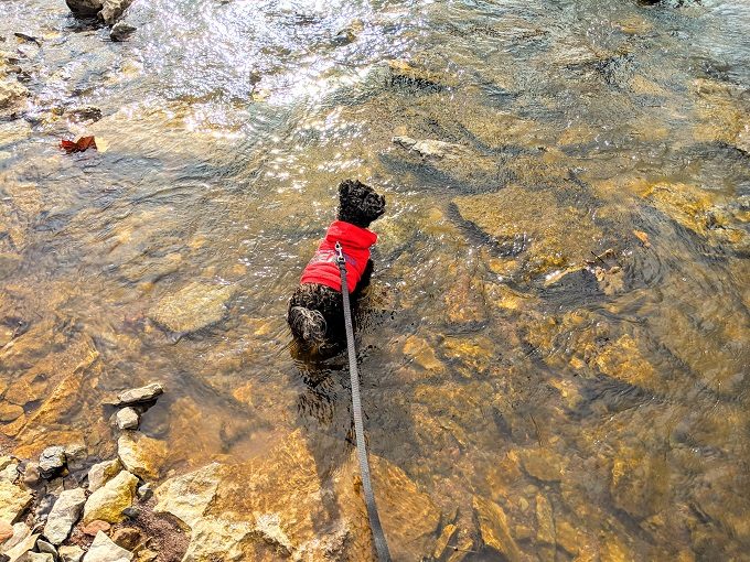 Truffles having a quick dip