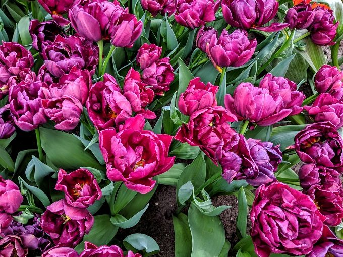 Alison Bradley tulips at Keukenhof Tulip Gardens in Amsterdam, Netherlands