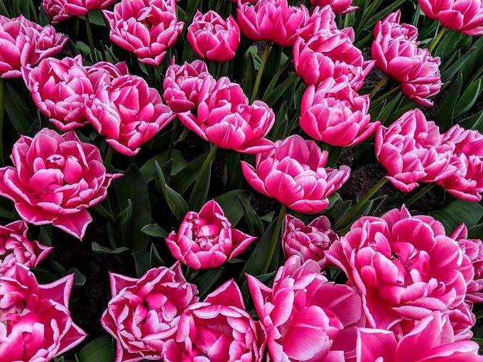 Columbus tulips at Keukenhof Tulip Gardens in Amsterdam, Netherlands