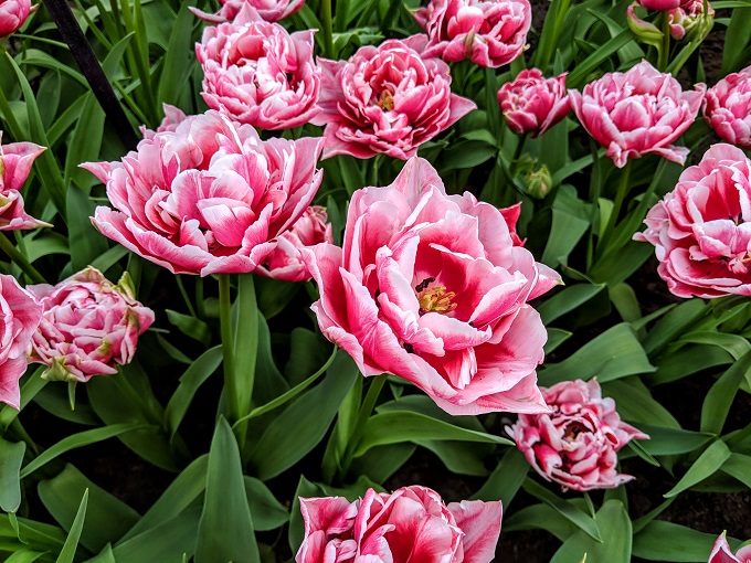 Dazzling Desire tulips at Keukenhof Tulip Gardens in Amsterdam, Netherlands