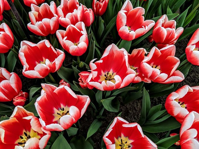 Energy4all tulips at Keukenhof Tulip Gardens in Amsterdam, Netherlands