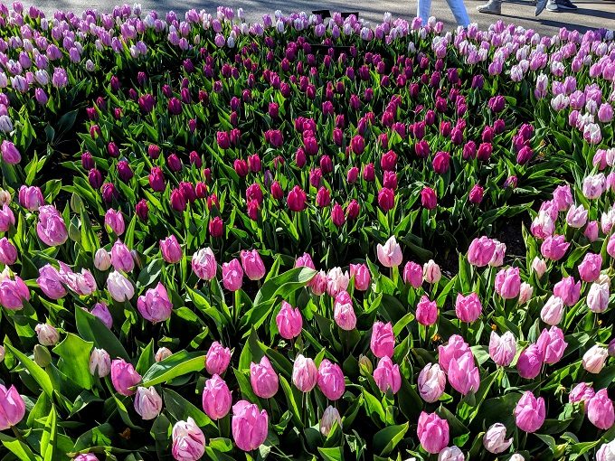Keukenhof Tulip Gardens in Amsterdam, Netherlands 3