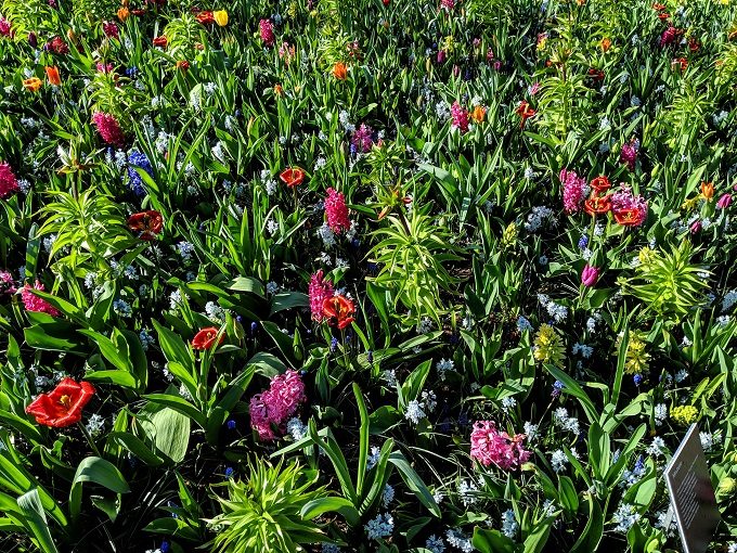 Keukenhof Tulip Gardens in Amsterdam, Netherlands 6