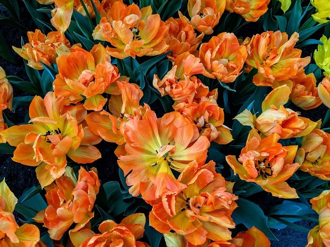 Monte Casino tulips at Keukenhof Tulip Gardens in Amsterdam, Netherlands