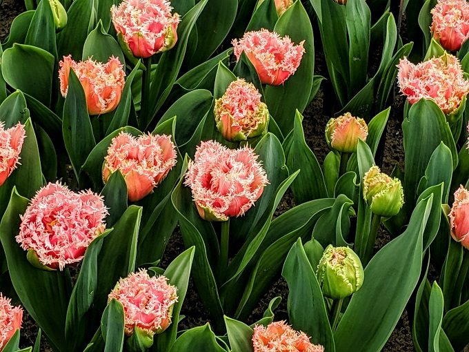 Queensland tulips at Keukenhof Tulip Gardens in Amsterdam, Netherlands