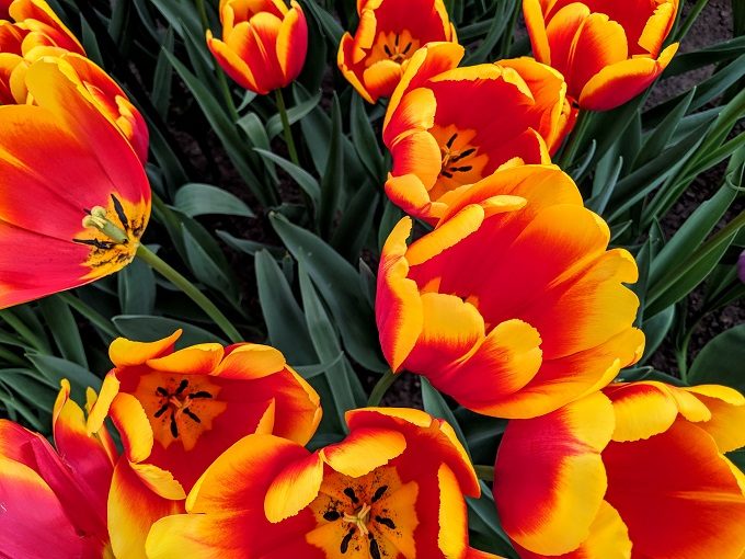 Ready tulips at Keukenhof Tulip Gardens in Amsterdam, Netherlands