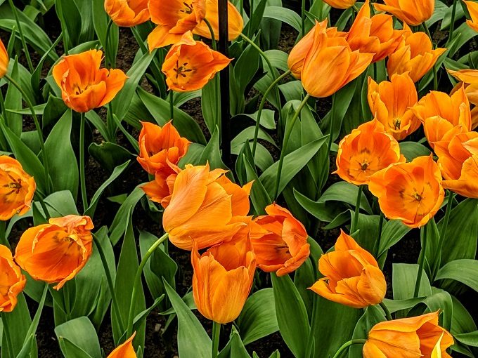 Request tulips at Keukenhof Tulip Gardens in Amsterdam, Netherlands