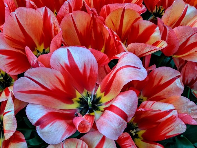 Spryng Break tulips at Keukenhof Tulip Gardens in Amsterdam, Netherlands