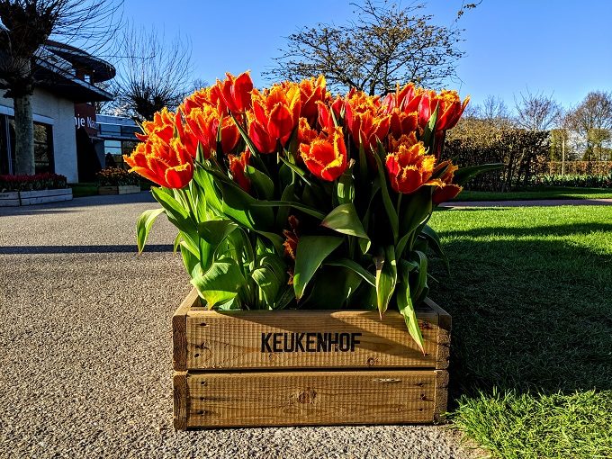 Tulip box at Keukenhof Tulip Gardens