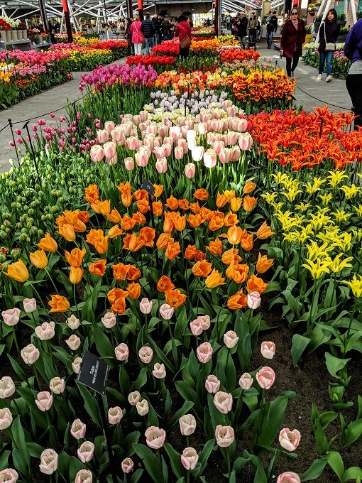Tulip display in the Willem-Alexander building at Keukenhof Tulip Gardens in Amsterdam, Netherlands