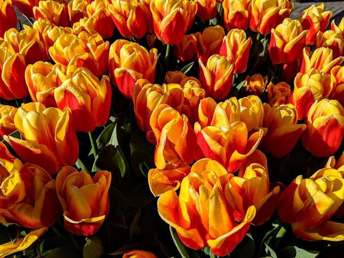 Tulips at Keukenhof Tulip Gardens in Amsterdam, Netherlands