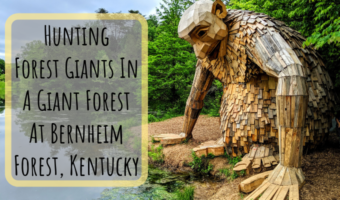 Hunting Forest Giants In A Giant Forest At Bernheim Forest, Kentucky