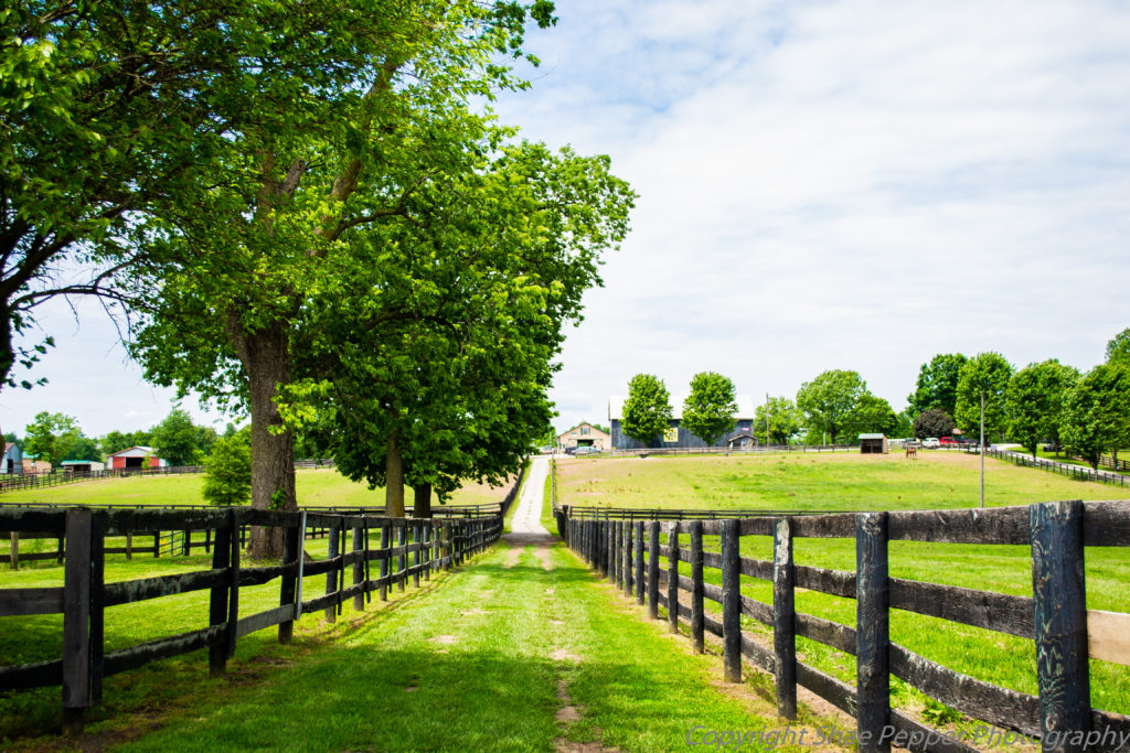 Old Friends Farm Horses Georgetown, KY-1 - No Home Just Roam