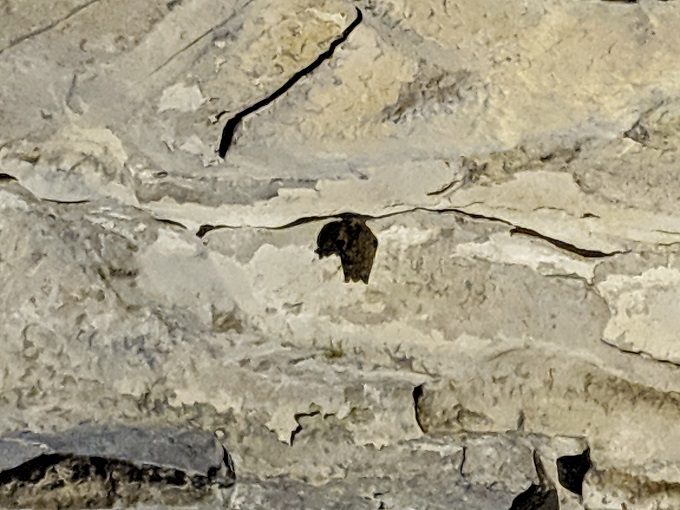 Tricolor bat inside Mammoth Cave