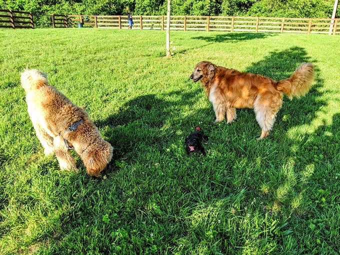 Truffles hanging with the big dogs at Pleasant Ridge Dog Park in Lexington, Kentucky