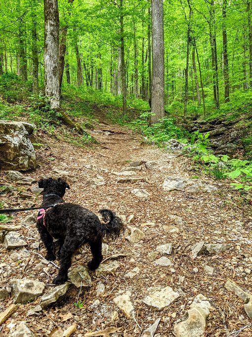 Truffles on the trail at Mammoth Cave National Park