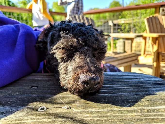 Truffles sleeping outside at Dry Ground Brewing Company in Paducah, Kentucky