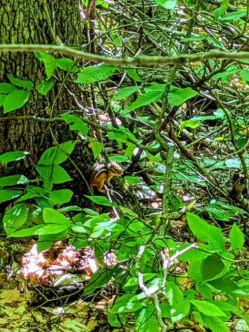 One of the chipmunks we saw