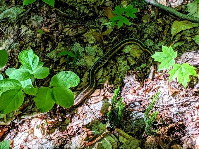 Snake on the North Trail up Mt Pisgah in Vermont