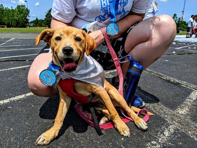 2019 Hartford Bubble Run - Winnie with her medal