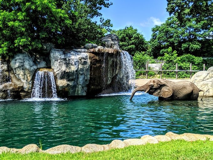 Elephant at Roger Williams Park Zoo in Providence, Rhode Island