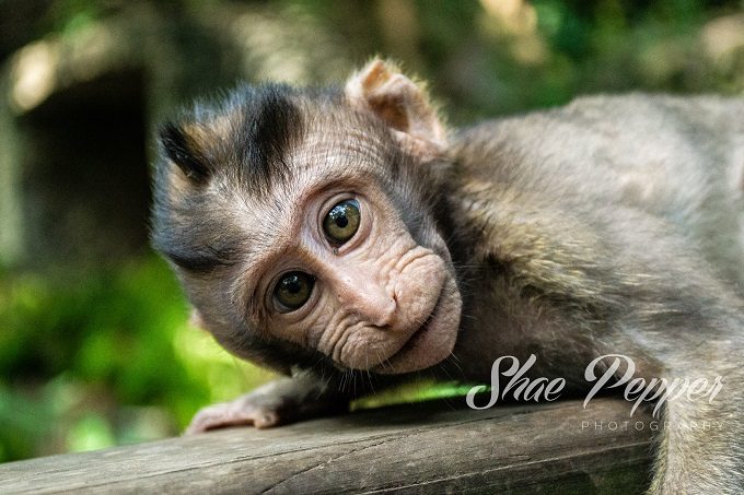 Baby monkey at Sacred Monkey Forest Sanctuary