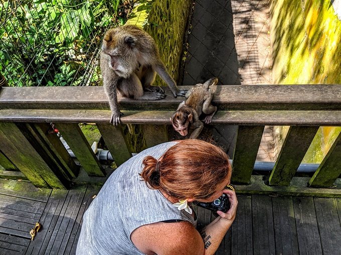 Baby monkey trying to climb on Shae at Sacred Monkey Forest Sanctuary in Bali