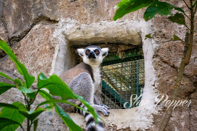 Lemur at Bali Zoo