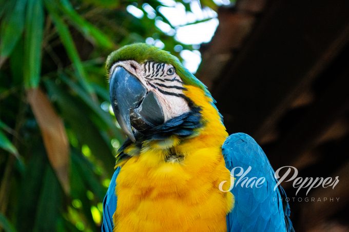 Parrot at Bali Zoo