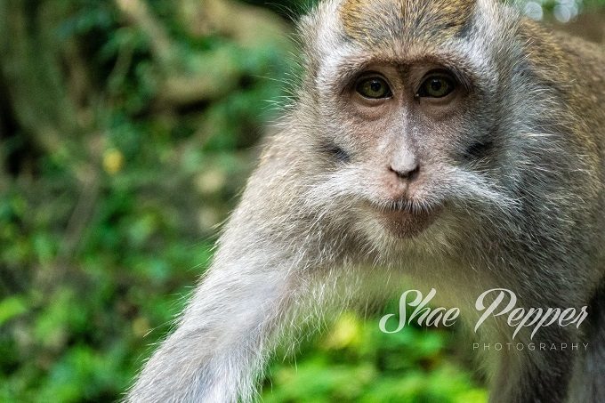 Monkey at Sacred Monkey Forest Sanctuary