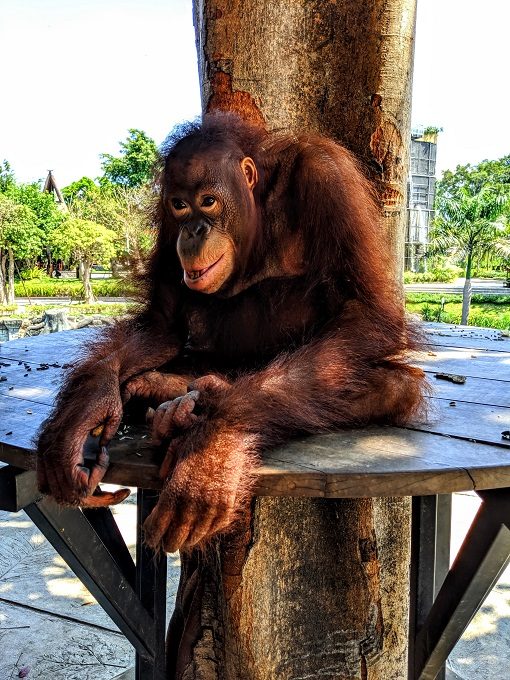 Orangutan at Bali Zoo