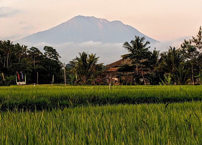 Rice field with the Mount Agung volcano in the background in Bali