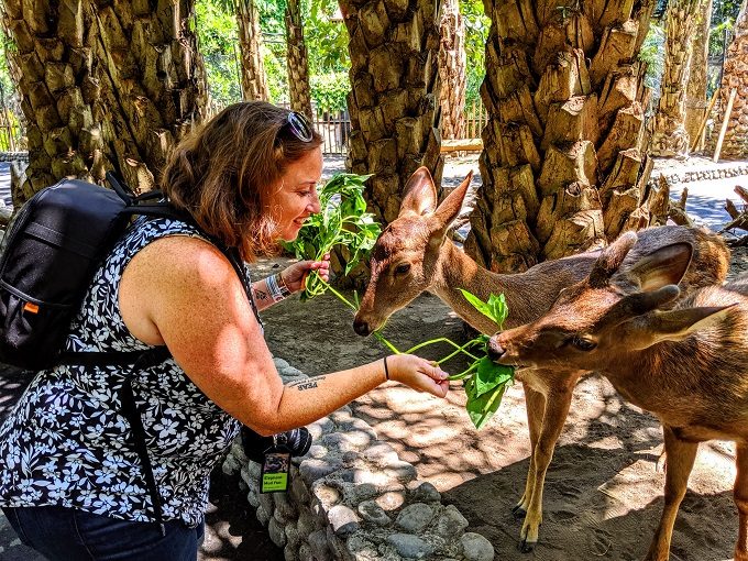 Shae feeding deer at Bali Zoo