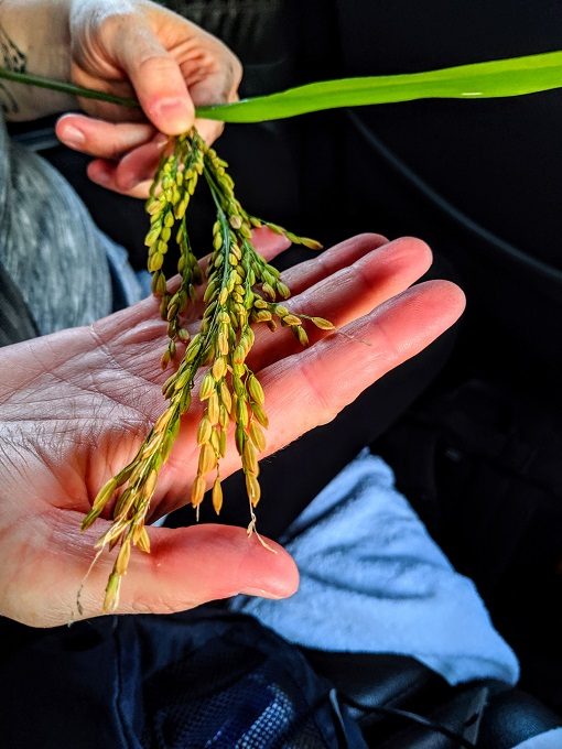 This is what rice looks like pre-harvesting