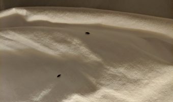 Bed bugs at Fairfield Inn Charlottesville North, Virginia