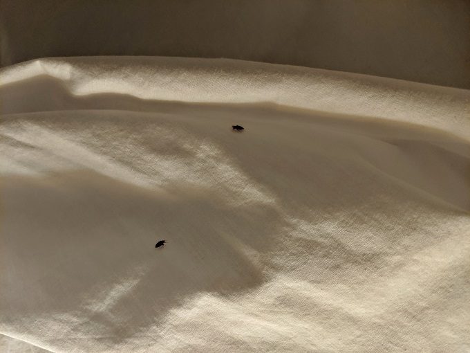 Bed bugs at Fairfield Inn Charlottesville North, Virginia