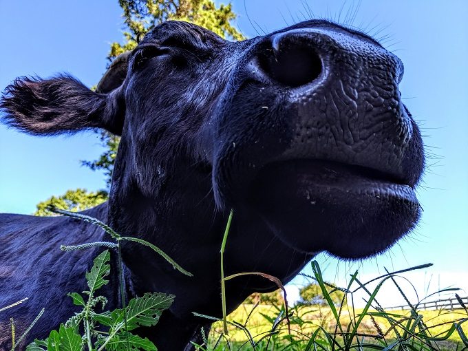 Cow at Maymont Farm