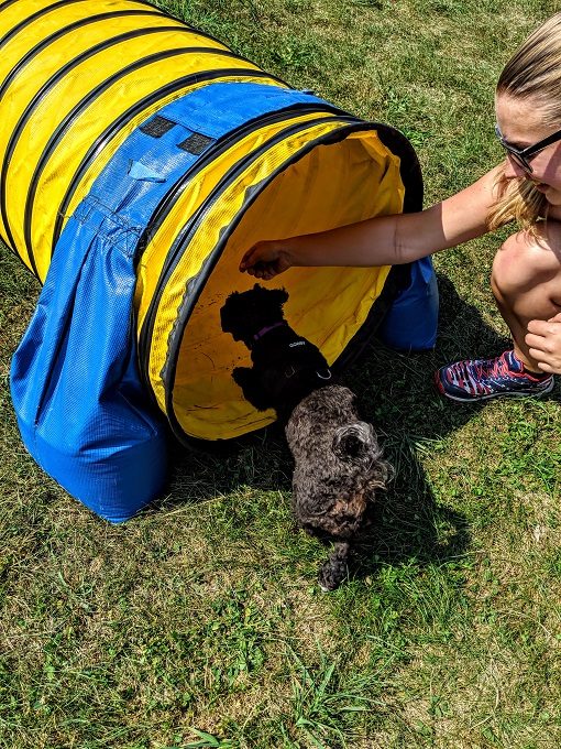 Truffles on the agility course