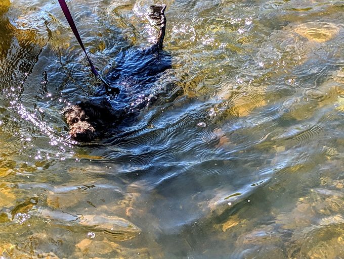 Truffles swimming in the James River