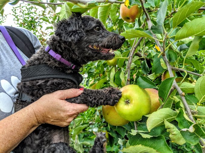 Apple picking at Carter Mountain Orchard in Charlottesville, VA