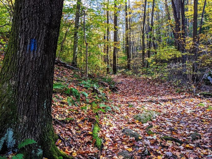 Coopers Rock State Forest, West Virginia - Blue trailblazes = Clay Run Trail