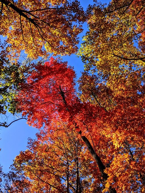 Coopers Rock State Forest, West Virginia - Fall colors at Coopers Rock State Forest