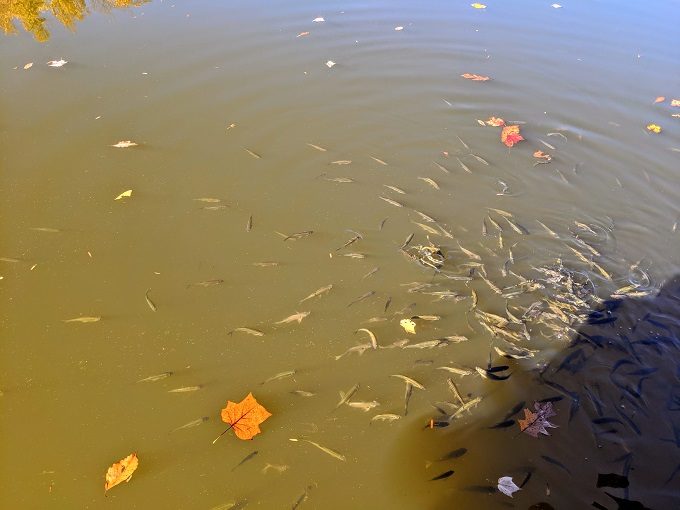 Coopers Rock State Forest, West Virginia - Fish in the reservoir