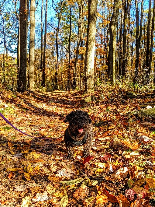 Coopers Rock State Forest, West Virginia - Truffles enjoying the hike