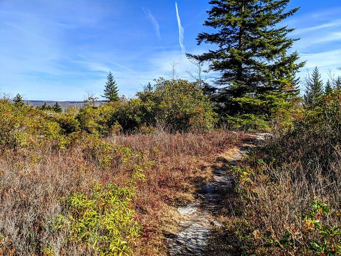Trail in Dolly Sods